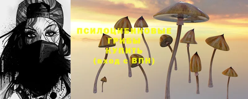 Псилоцибиновые грибы Magic Shrooms  закладки  Покровск 